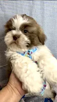 MAX- TEDDY BEAR 💯, a male Shih Tzu for sale in San Antonio, TX – Photo 3 of 6