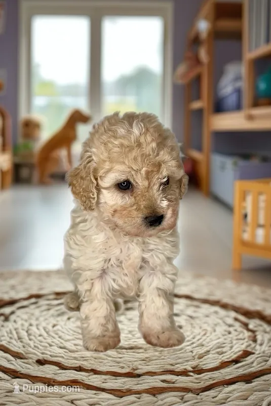 SALINA- Doll baby 💯 – Maltipoo, Poodle - Toy  puppy for sale in San Antonio, TX