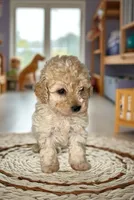 SALINA- Doll baby 💯, a female Maltipoo and Poodle - Toy  for sale in San Antonio, TX – 1 of 5