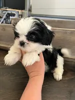 Gus- sweet boy 💙, a male Shih Tzu for sale in Austin, TX – Photo 1 of 3