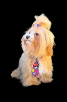 Jax - perfect gentleman 💯, a male Maltipoo for sale in Austin, TX – Photo 1 of 7