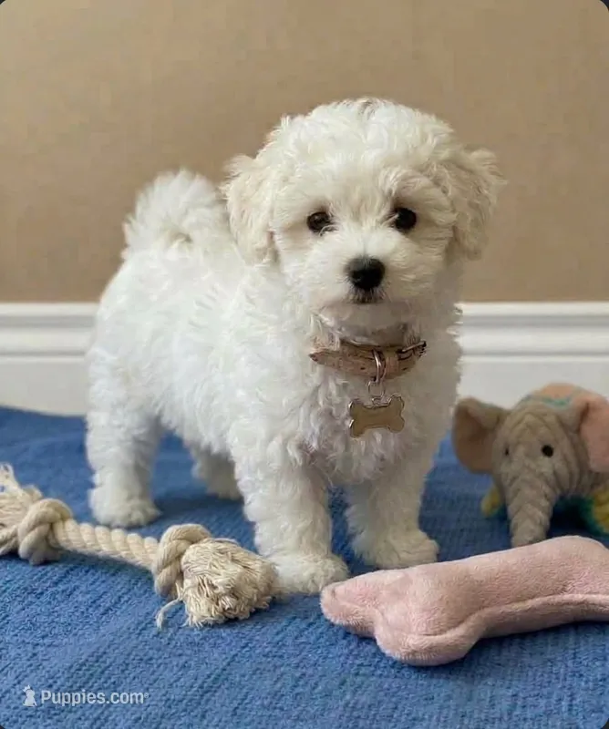 Poppy- READY NOW 💙💯 – Maltipoo, Poodle - Toy  puppy for sale in Austin, TX