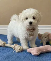Poppy- READY NOW 💙💯, a male Maltipoo and Poodle - Toy  for sale in Austin, TX – 1 of 2