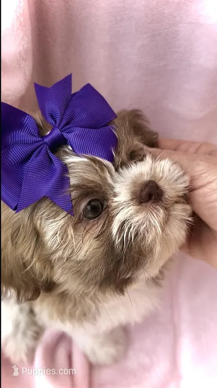 Priscilla- Beautiful light eyes Brn nose 💕 – Shih Tzu puppy for sale in San Antonio, TX