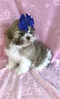 Priscilla- Beautiful light eyes Brn nose 💕, a female Shih Tzu for sale in San Antonio, TX – Photo 6 of 7