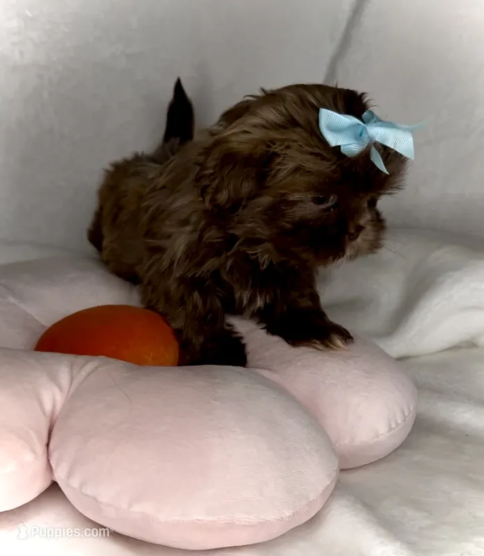 Spice-  Beautiful Chocolate girl 💕💯 – Shih Tzu puppy for sale in San Antonio, TX