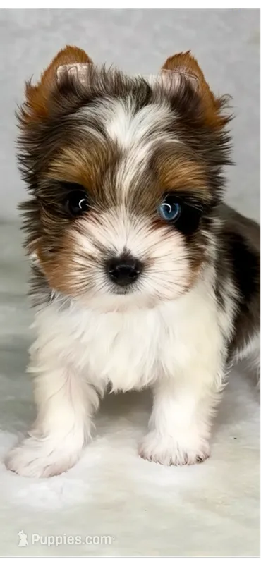 Blueberry- SMALL baby & BLUE EYE🔥🔥🔥 – Yorkshire Terrier puppy for sale in San Antonio, TX