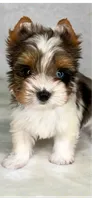 Blueberry- SMALL baby & BLUE EYE🔥🔥🔥, a male Yorkshire Terrier for sale in San Antonio, TX – 1 of 4