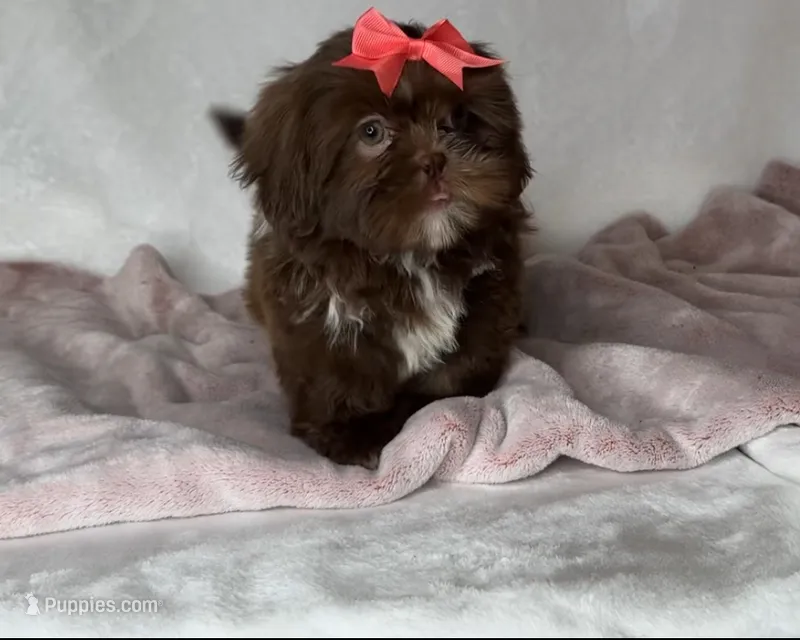 Coco- Beautiful Chocolate ❤️🔥❤️ – Shih Tzu puppy for sale in San Marcos, TX