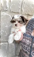 Wyatt- Brown nose/Lt eyes 💜💜, a male Maltese and Morkie for sale in San Marcos, TX – 5 of 6