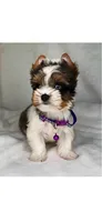 Blueberry- SMALL baby & BLUE EYE🔥🔥🔥, a male Yorkshire Terrier for sale in San Marcos, TX – 7 of 10