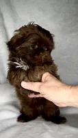 SIMBA- SMALL DOLLFACE Chocolate 🔥, a male Shih Tzu for sale in San Marcos, TX – 4 of 7