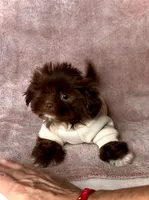 JAX - Small Chocolate Boy 🥰❤️, a male Shih Tzu for sale in San Marcos, TX – 2 of 5