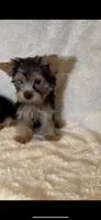 Maisie- PRECIOUS! 💯, a female Yorkshire Terrier for sale in Austin, TX – Photo 7 of 7