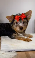 Maisie- PRECIOUS! 💯, a female Yorkshire Terrier for sale in Austin, TX – Photo 2 of 7