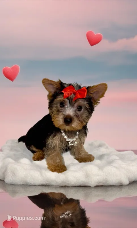 Maisie- PRECIOUS! 💯