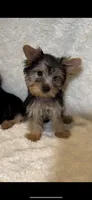 Maisie- PRECIOUS! 💯, a female Yorkshire Terrier for sale in Austin, TX – Photo 6 of 7