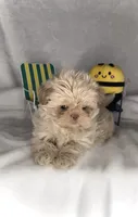 KODA- RARE LAVENDER color 💜🔥💜, a male Shih Tzu for sale in San Marcos, TX – 4 of 9