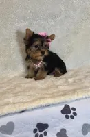 Tinkerbell- TINY alert 🔥, a female Yorkshire Terrier for sale in Austin, TX – Photo 5 of 8