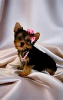 Tinkerbell- TINY alert 🔥, a female Yorkshire Terrier for sale in Austin, TX – Photo 2 of 8