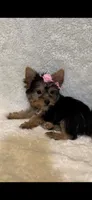 Tinkerbell- TINY alert 🔥, a female Yorkshire Terrier for sale in Austin, TX – Photo 7 of 8