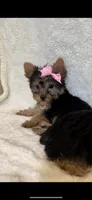 Tinkerbell- TINY alert 🔥, a female Yorkshire Terrier for sale in Austin, TX – Photo 6 of 8