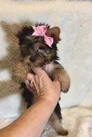 Tinkerbell- TINY alert 🔥, a female Yorkshire Terrier for sale in Austin, TX – Photo 8 of 8