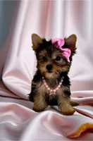 Tinkerbell- TINY alert 🔥, a female Yorkshire Terrier for sale in Austin, TX – Photo 1 of 8