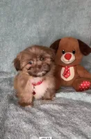 Bailey- golden Sweetheart 🔥❤️🔥, a male Shih Tzu for sale in San Antonio, TX – 4 of 8