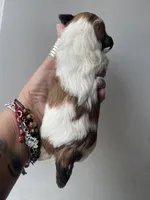 Princess-livernose IMPERIAL 🔥, a female Shih Tzu for sale in Austin, TX – Photo 2 of 2