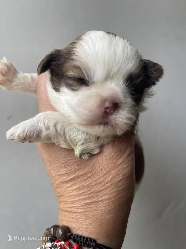 Princess-livernose IMPERIAL 🔥