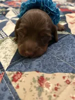 Rambo, a male Miniature Dachshund for sale in Louisville, KY – Photo 2 of 5