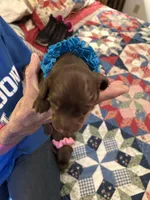 Rambo, a male Miniature Dachshund for sale in Louisville, KY – Photo 1 of 5