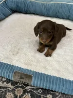 Rambo, a male Miniature Dachshund for sale in Louisville, KY – Photo 3 of 5