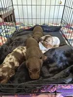 Rambo, a male Miniature Dachshund for sale in Louisville, KY – Photo 5 of 5