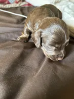 Rambo, a male Miniature Dachshund for sale in Louisville, KY – Photo 4 of 5