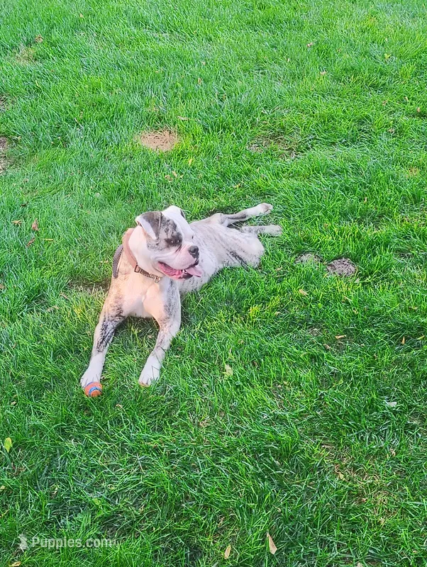 Tulsa Queen – Olde English Bulldogge puppy for sale in Marion, IA