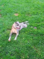 Tulsa Queen, a female Olde English Bulldogge for sale in Marion, IA – 1 of 7