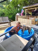 Tulsa Queen, a female Olde English Bulldogge for sale in Marion, IA – 7 of 7