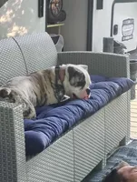 Tulsa Queen, a female Olde English Bulldogge for sale in Marion, IA – 4 of 7