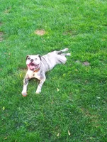 Tulsa Queen, a female Olde English Bulldogge for sale in Marion, IA – 2 of 7