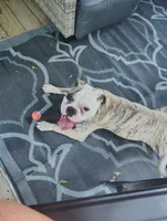 Tulsa Queen, a female Olde English Bulldogge for sale in Marion, IA – 3 of 7