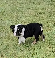 Shippo, a male English Bulldog for sale in Collinsville, OK – Photo 1 of 3