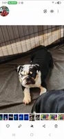 Shippo, a male English Bulldog for sale in Collinsville, OK – Photo 2 of 3