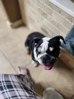 Shippo, a male English Bulldog for sale in Collinsville, OK – Photo 3 of 3