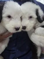 Shaggy, a male Old English Sheepdog for sale in Katy, TX – 9 of 10