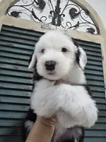 Shaggy, a male Old English Sheepdog for sale in Katy, TX – 10 of 10