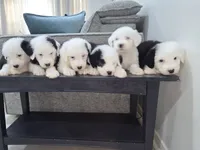 Shaggy, a male Old English Sheepdog for sale in Katy, TX – 4 of 10