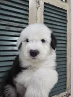 Shaggy, a male Old English Sheepdog for sale in Katy, TX – 7 of 10