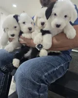 Shaggy, a male Old English Sheepdog for sale in Katy, TX – 6 of 10